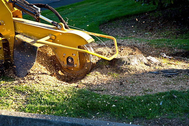 How Our Tree Care Process Works  in  Copperton, UT