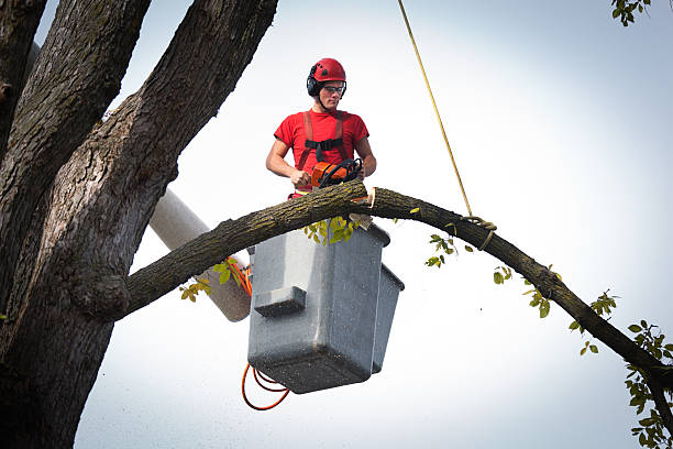 Best Root Management and Removal  in Copperton, UT